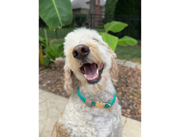 Infinity Braid in Teal & Light Tan - Handmade Dog Collar - Southlake Paws