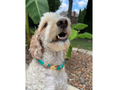 Load image into Gallery viewer, Infinity Braid in Teal & Light Tan - Handmade Dog Collar - Southlake Paws

