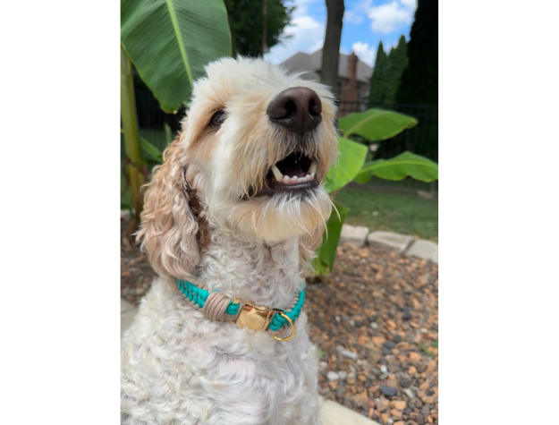 Infinity Braid in Teal & Light Tan - Handmade Dog Collar - Southlake Paws