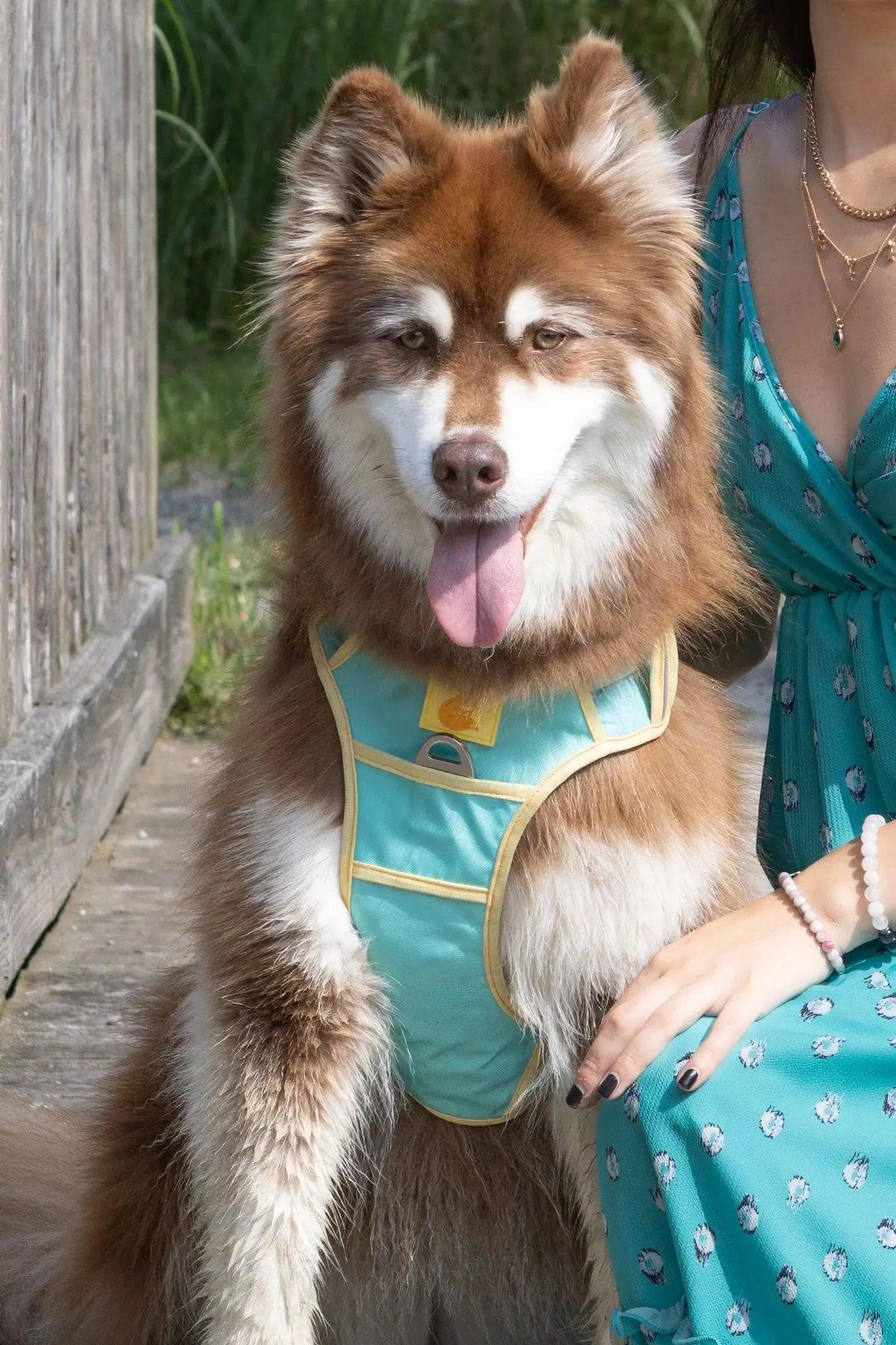Island Vibes Ultimate Dog Harness - Southlake Paws