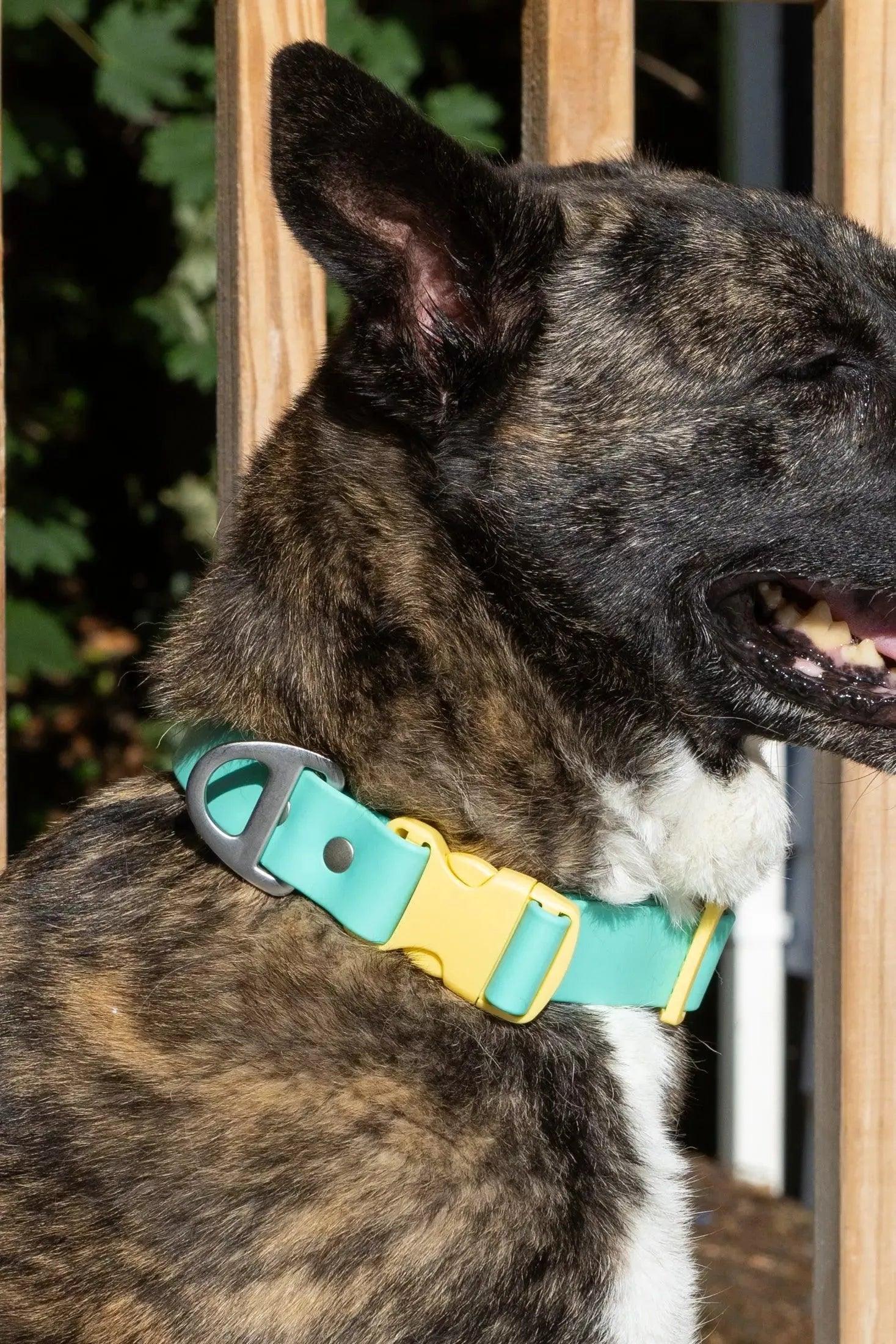 Island Vibes Waterproof Dog Collar - Southlake Paws