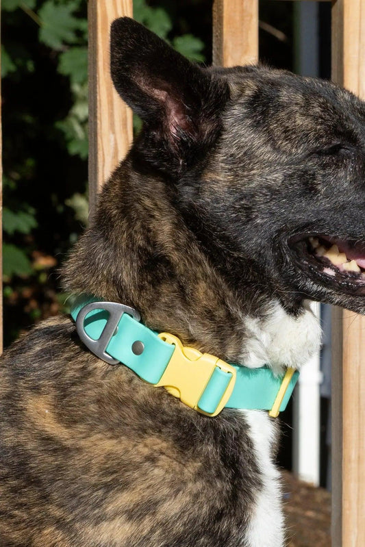 Island Vibes Waterproof Dog Collar - Southlake Paws