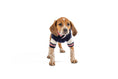 Load image into Gallery viewer, Varsity Dog Sweater
