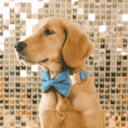 Load image into Gallery viewer, Jolie Dog Bow Tie
