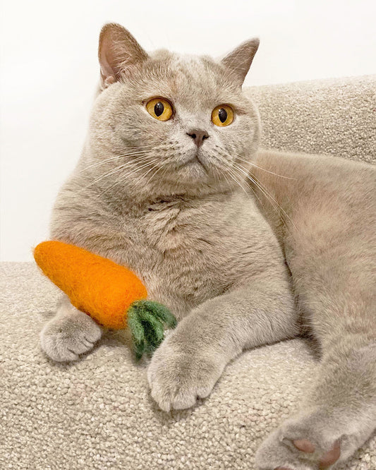 KITTY CARROT - Southlake Paws