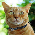 Load image into Gallery viewer, Seattle Kraken Cat Collar
