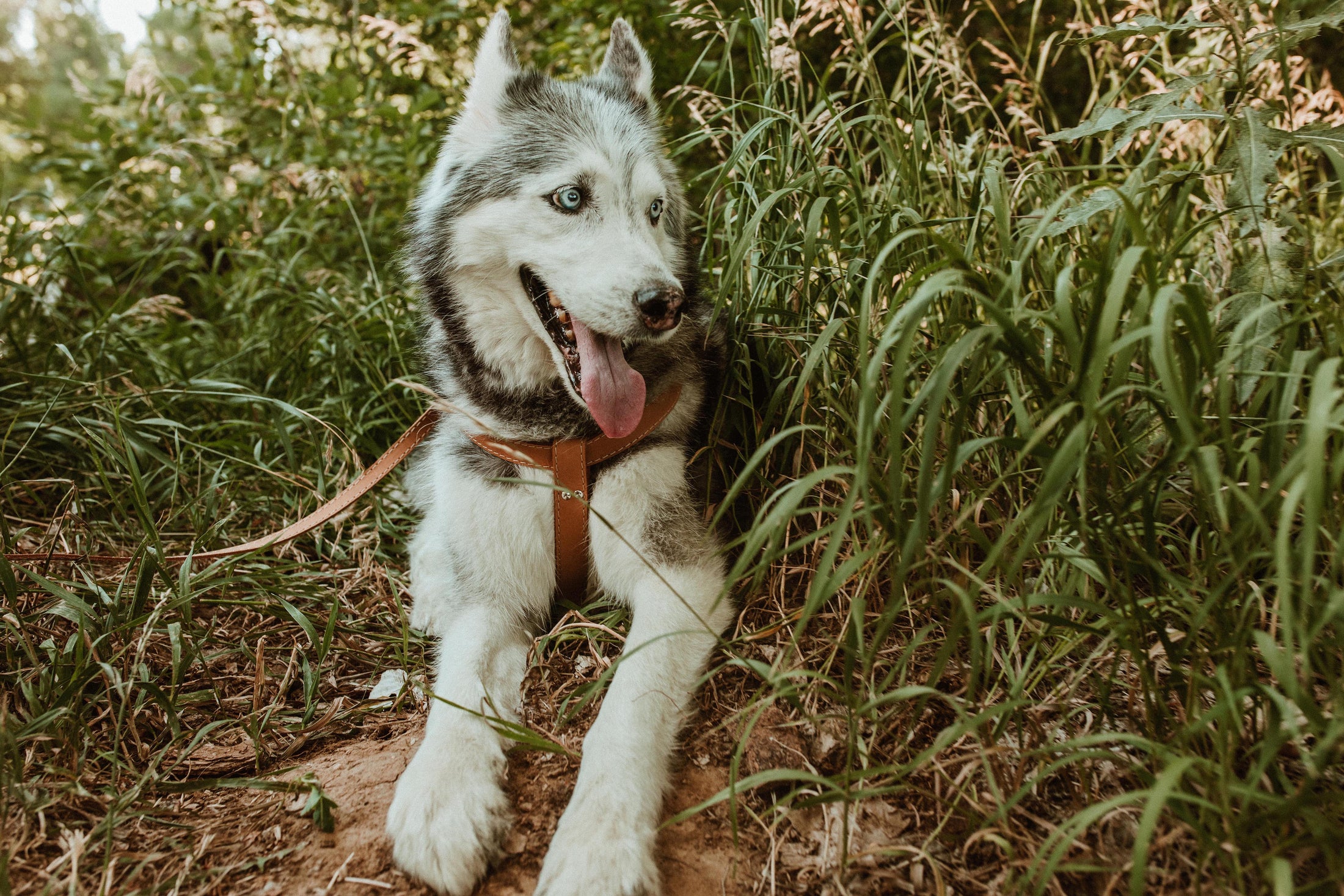 Step In Leather Dog Harness - image 6