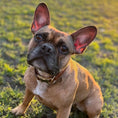 Load image into Gallery viewer, Stylish Leather AirTag Dog Collar - Turquoise - Davie
