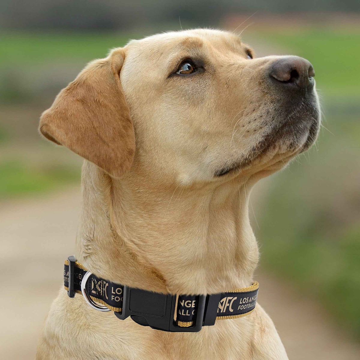 Los Angeles FC Satin Collar