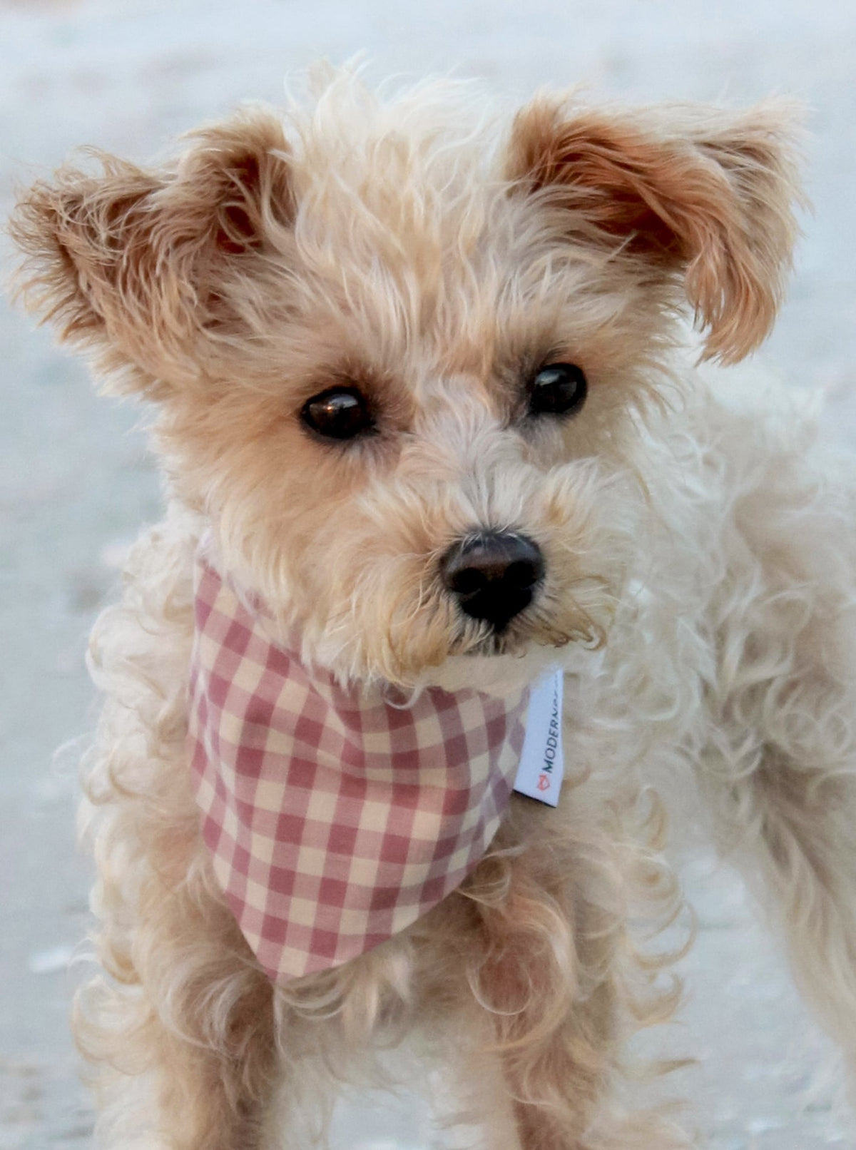 GINGHAM BANDANA - Southlake Paws
