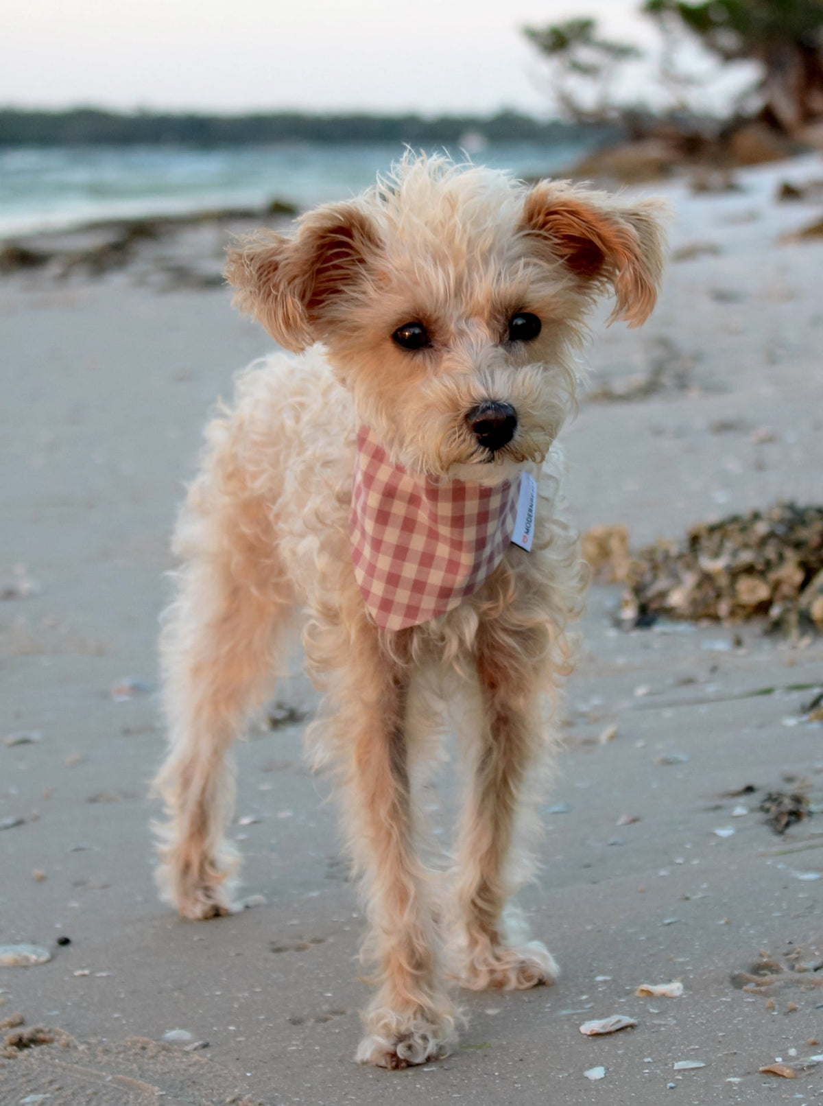 GINGHAM BANDANA - Southlake Paws