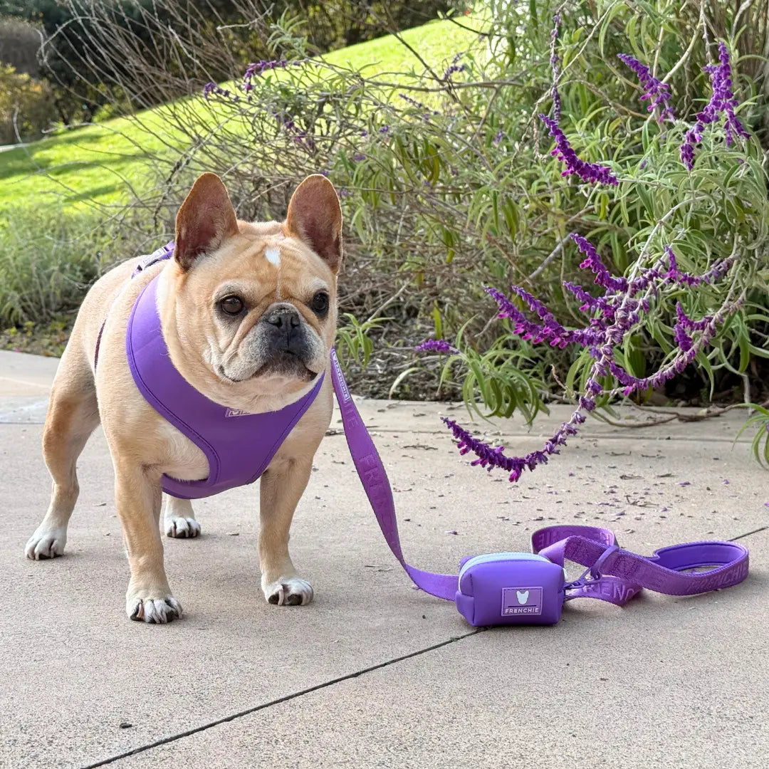 Frenchie Duo Reversible Harness - LA Purple