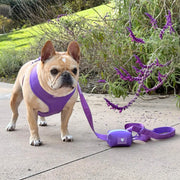 Frenchie Duo Reversible Harness - LA Purple