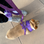 Frenchie Duo Reversible Harness - LA Purple