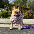 Load image into Gallery viewer, Frenchie Duo Reversible Harness - LA Purple
