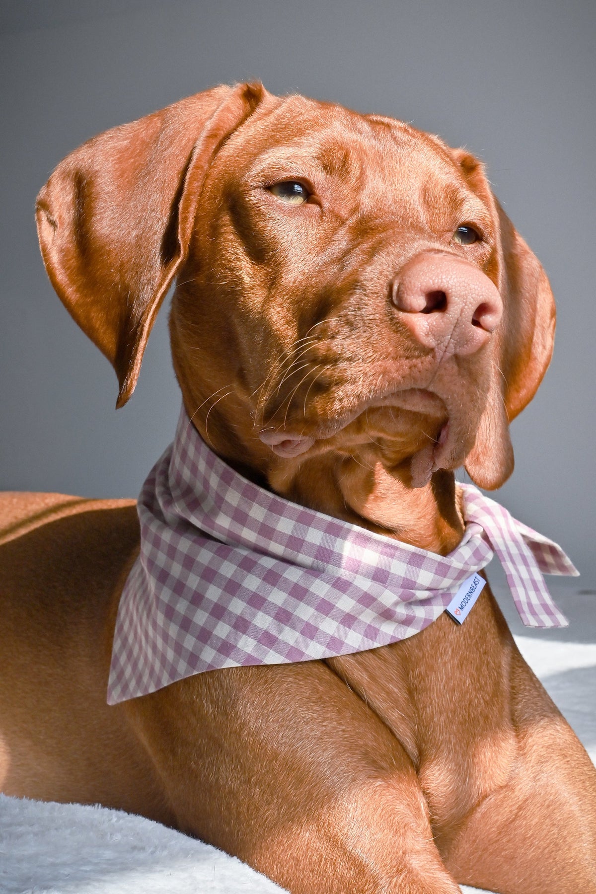 GINGHAM BANDANA - Southlake Paws