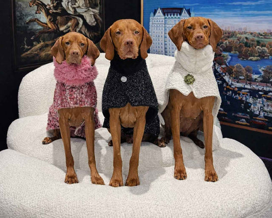 Bowsers Manhattan Dog Walking Coat - Warm, Tailored Protection for Cold Walks