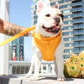 Load image into Gallery viewer, Luxe Harness - Palma - Southlake Paws
