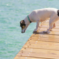 Load image into Gallery viewer, Lake Time Dog Collar
