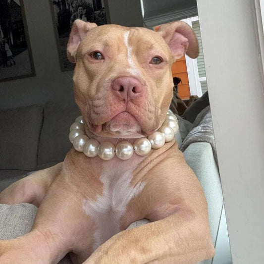 Large Pearl Dog Collar Necklace