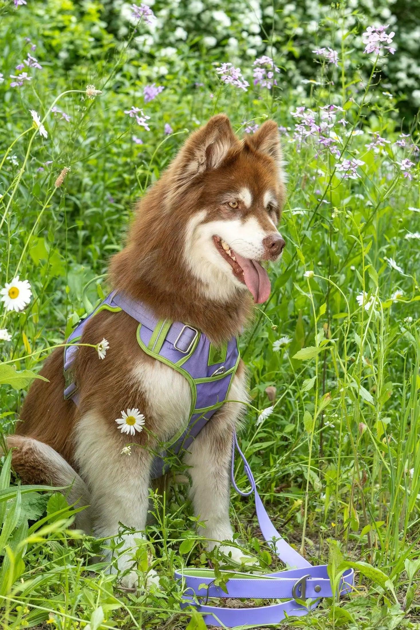 Lavender Garden Ultimate Dog Harness - Southlake Paws