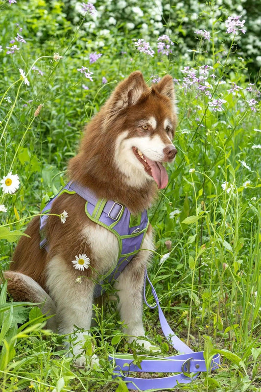 Lavender Garden Ultimate Dog Harness - Southlake Paws