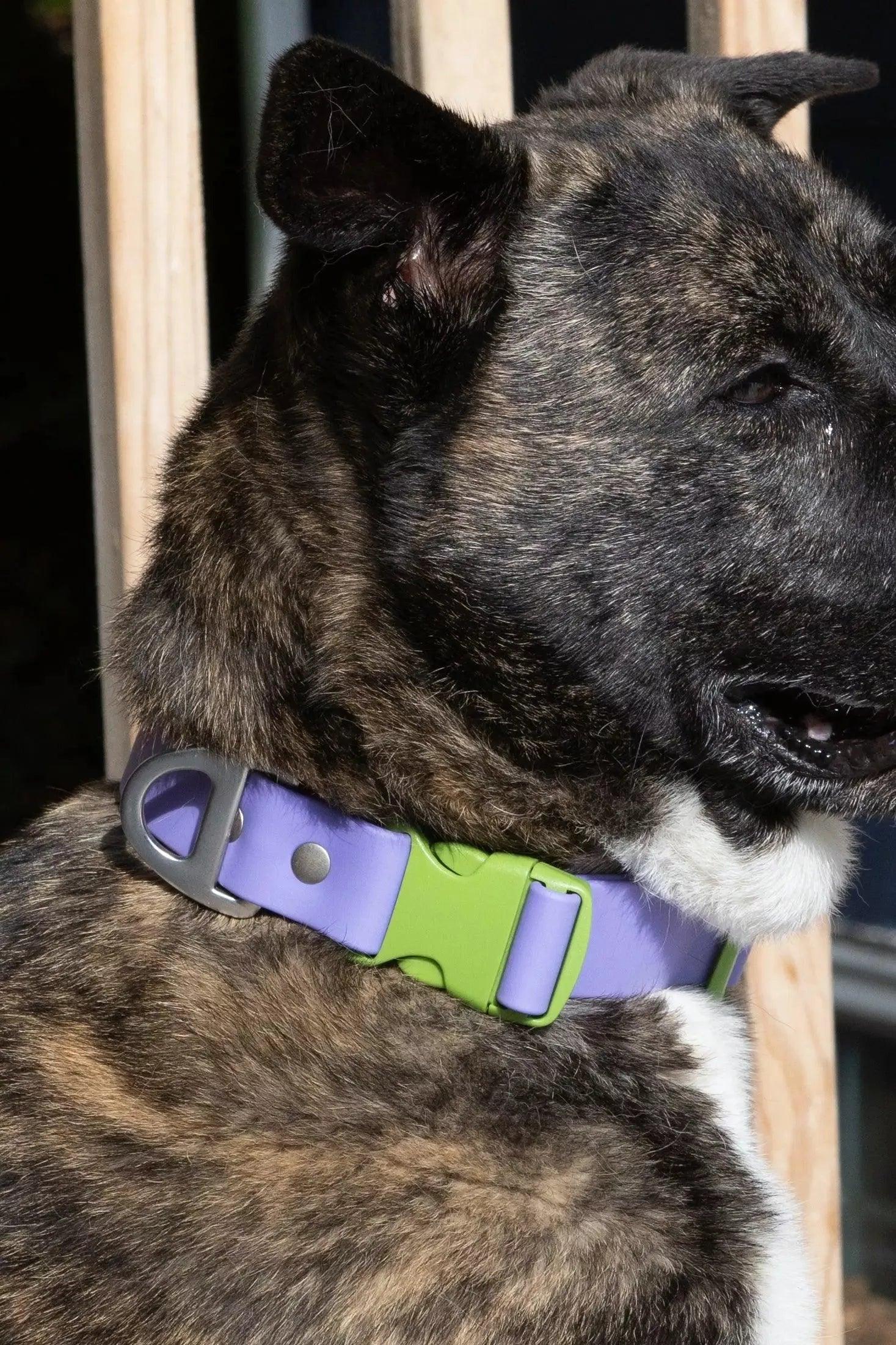 Lavender Garden Waterproof Dog Collar - Southlake Paws