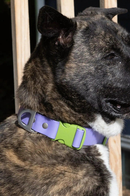 Lavender Garden Waterproof Dog Collar - Southlake Paws