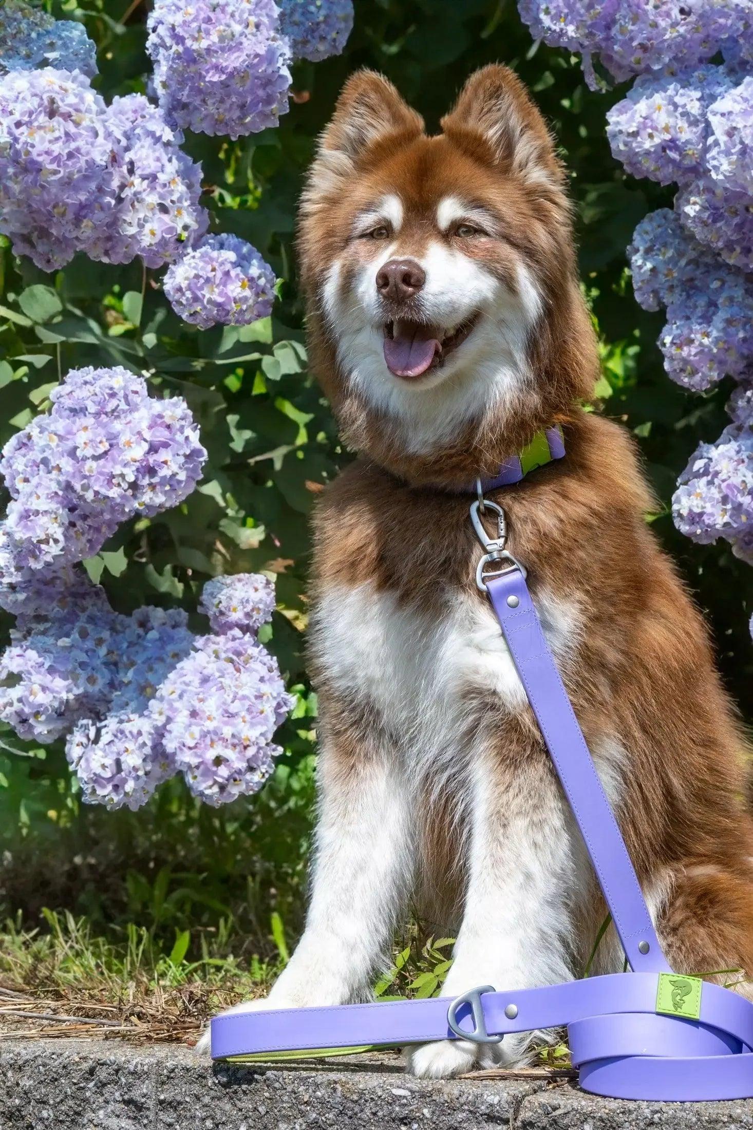 Lavender Garden Waterproof Dog Leash - Southlake Paws