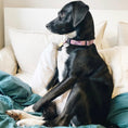 Load image into Gallery viewer, Lavender Lattice Dog Collar
