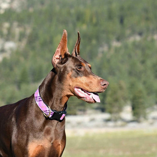 Up Country Lavender Lattice Extra Wide 1.5" Cast Brass Dog Collar