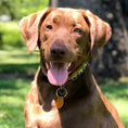 Load image into Gallery viewer, Leader of the Pach Dog Collar
