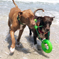 Load image into Gallery viewer, Leader of the Pach Dog Collar
