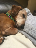 Load image into Gallery viewer, Leader of the Pach Small Breed Dog Collar
