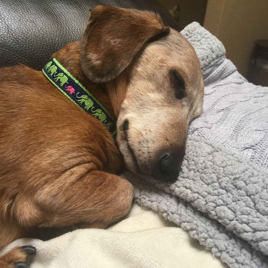 Up Country Leader of the Pach Cast Brass Dog Leash