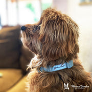 Fabric Dog Collar - Grey