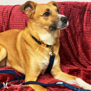 Fabric Dog Collar - Blue