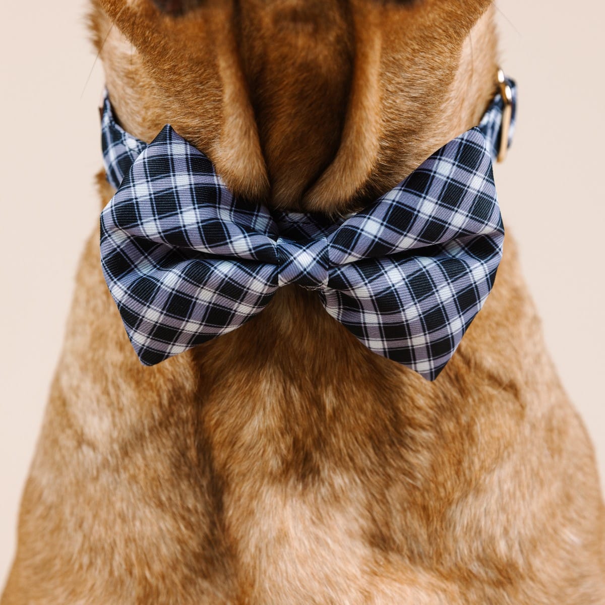 Leighton Dog Bow Tie