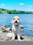 Load image into Gallery viewer, Lime Gingham Dog Collar
