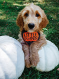 Load image into Gallery viewer, Little Pumpkin Web Halloween Dog Bandana
