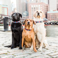 Load image into Gallery viewer, Lobster and Buoy Dog Collar
