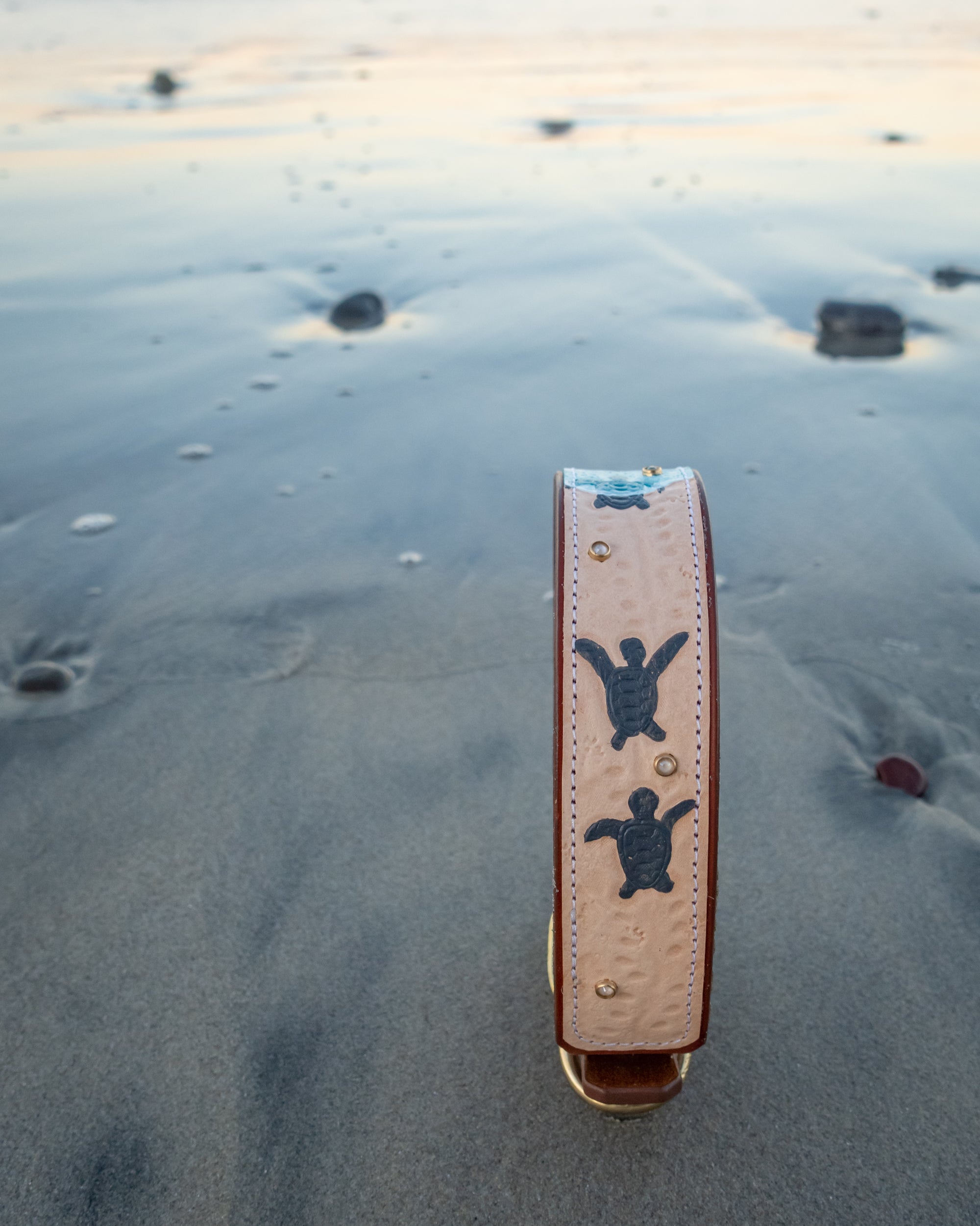 Sea Turtle Dog Collar - Southlake Paws