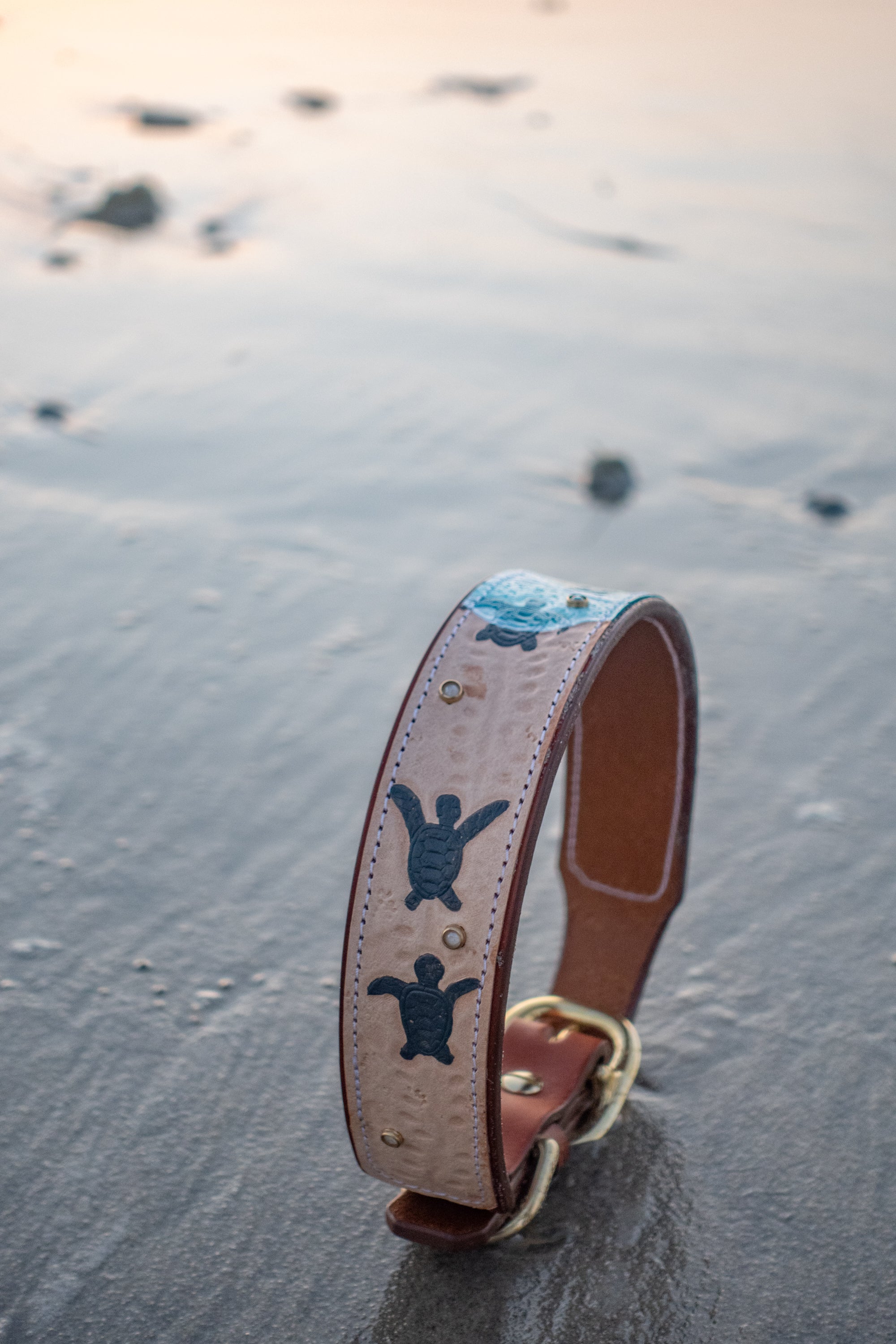 Sea Turtle Dog Collar - Southlake Paws