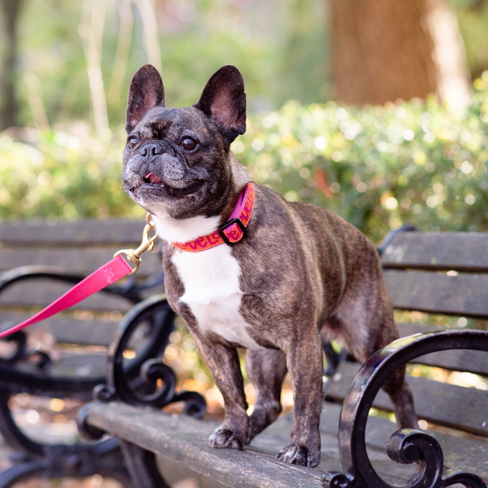 Love Dog Collar