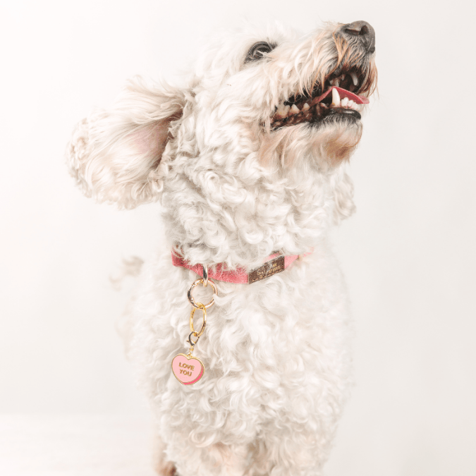 Love You Sweetheart Pet Charm