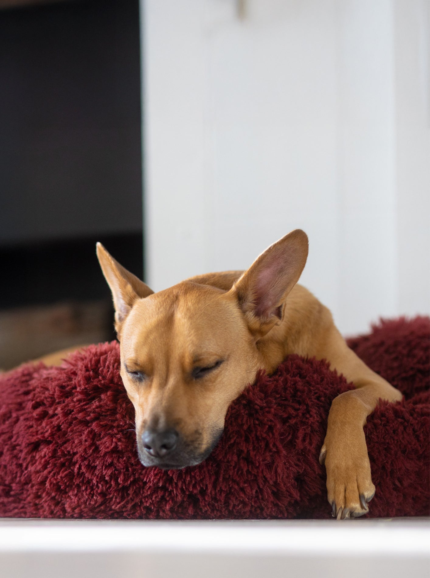 POD DOG BED - Southlake Paws