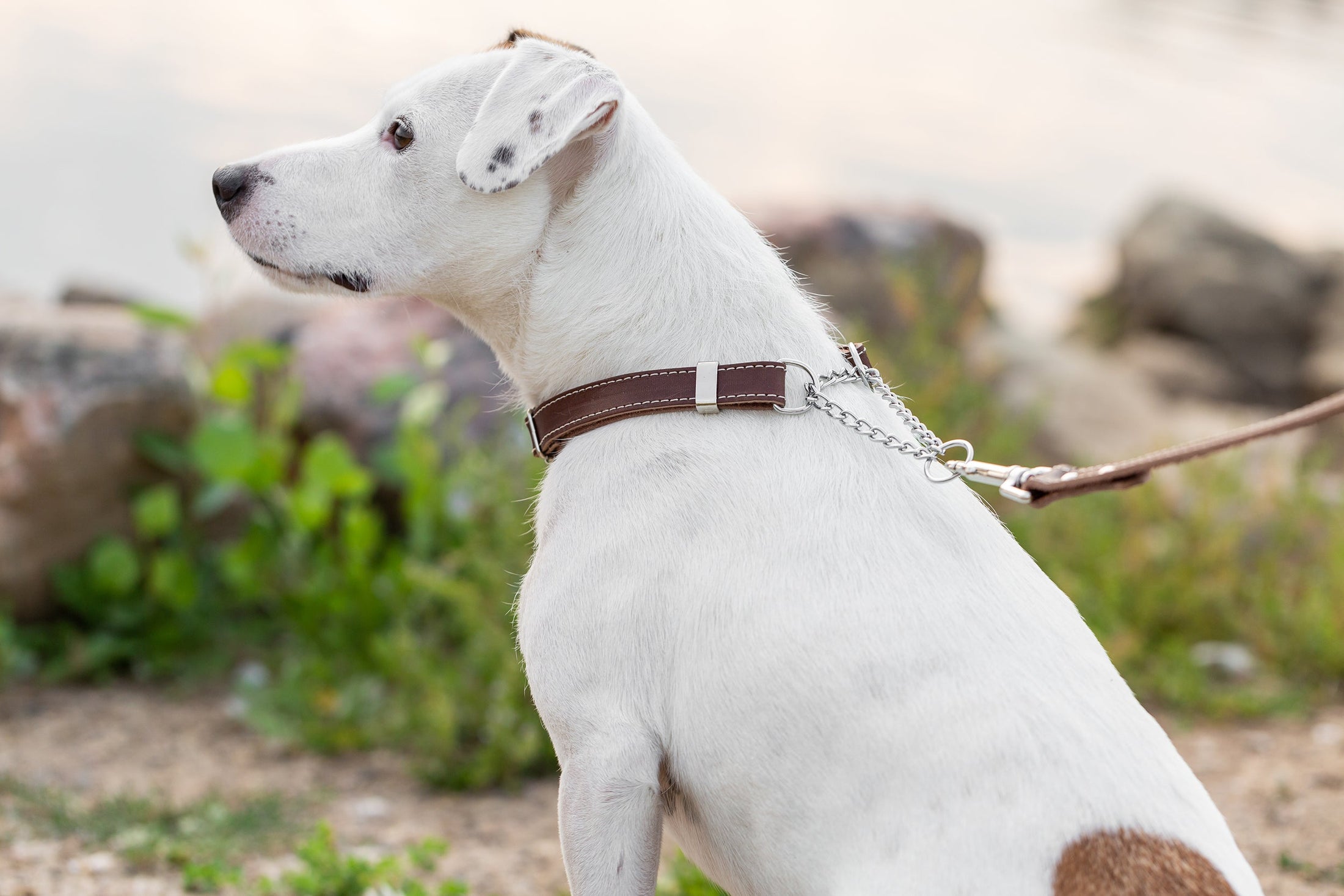 Martingale Chocolate Leather Dog Collar - image 4