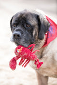 Load image into Gallery viewer, McCracken Lobsta™ Knottie® Plush Dog Toy - image 9
