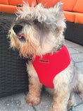 Load image into Gallery viewer, Parisian Pet 'Freedom Harness' for Dogs & Cats – Adjustable, Comfortable Red Dog Harness, Durable Design

