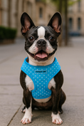 Load image into Gallery viewer, Parisian Pet 'Freedom Harness Polka Dot' for Dogs & Cats – Adjustable Blue Dog Harness, Stylish and Durable Fit
